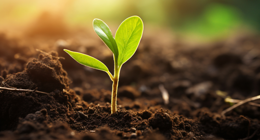 Symbolfoto für Hoffnung: Grüner Keimling wächst aus der Erde.