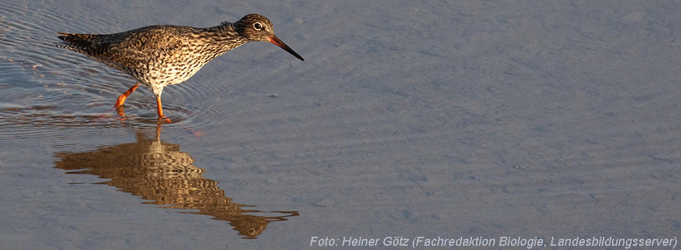 Foto: Heiner Götz (Fachredaktion Biologie, Landesbildungsserver)