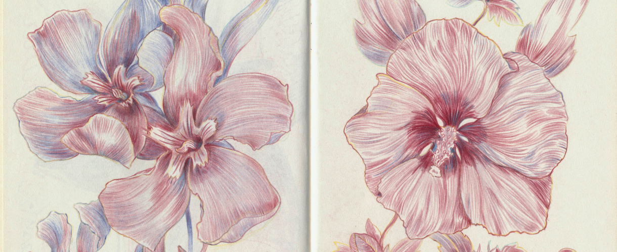 Bild: zwei Zeichnungen von großblättrigen Blüten, die mit vielen sehr feinen, roten und blauen Strichen angelegt sind